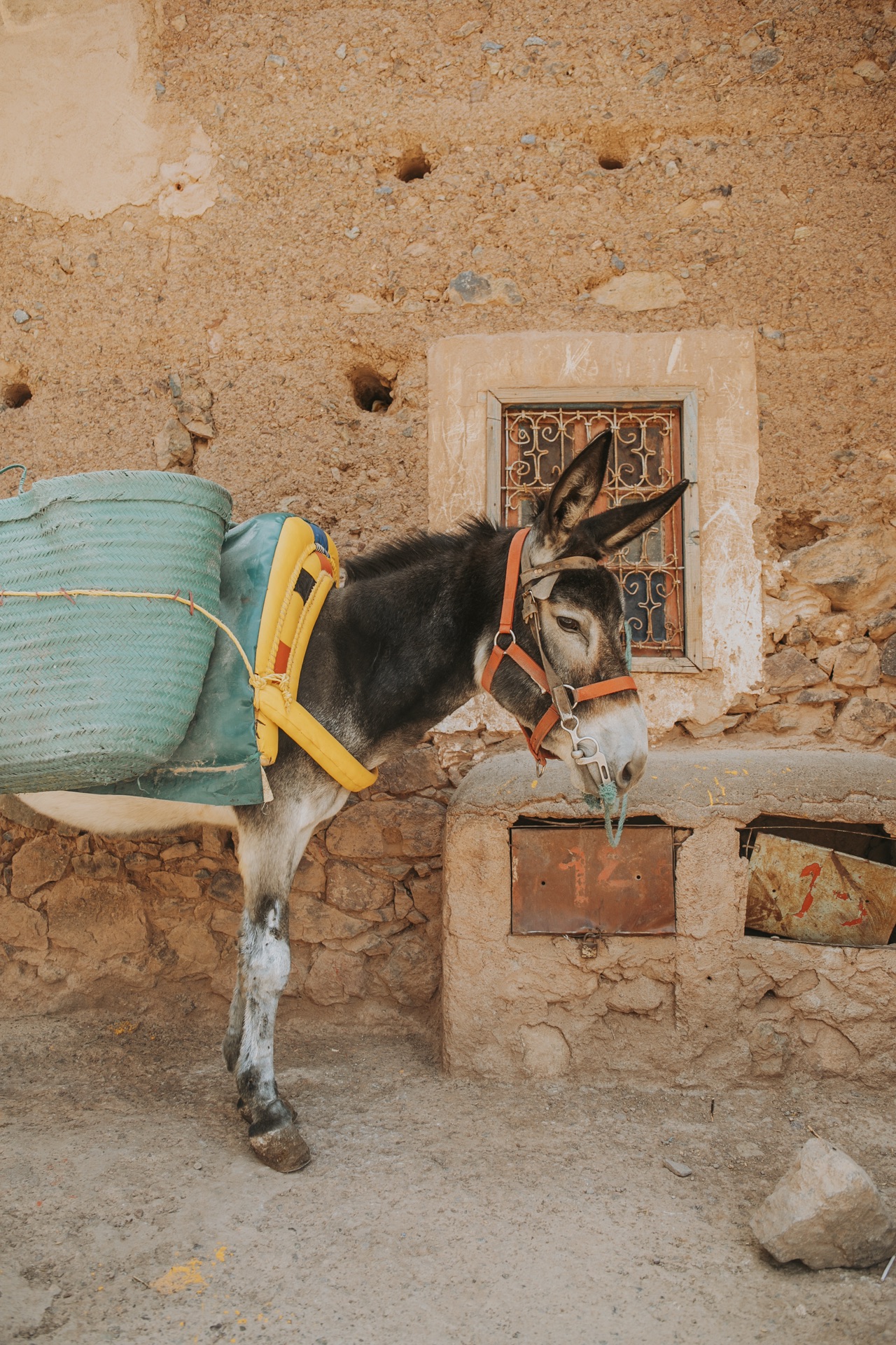 Mule chargée de paniers contre un mur de pisé, dans le village