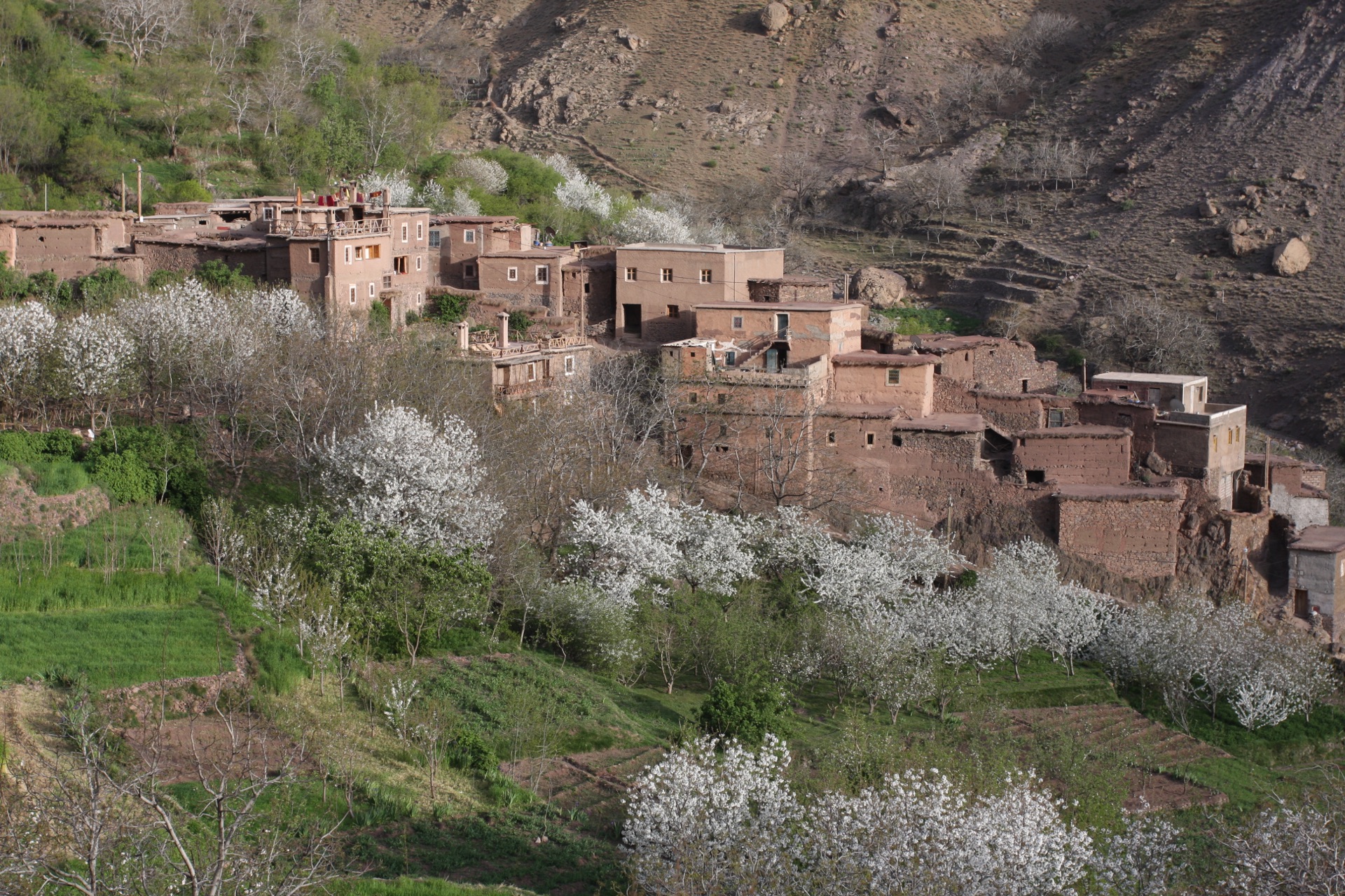 Village berbère et vergers en fleurs au pied du Toubkal